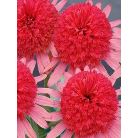 Rudbeckia pourpre 'Secret Passion'® Godet de 8/9 cm (1/3)