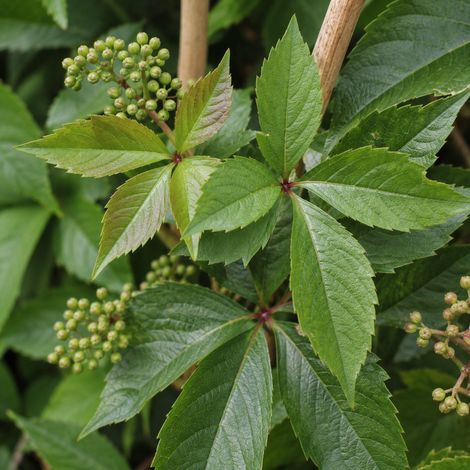 Gardenaria Parthenocissus quinquefolia 'Engelmannii' - Pianta rampicante ornamentale da esterno - Altezza: 100/125 cm (vaso19) (1/2)