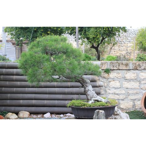 Bonsai di Pino d'Aleppo (12)