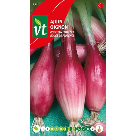 Oignon Rouge De Florence - Ca. 4 gr (Livraison Gratuite) (1/2)