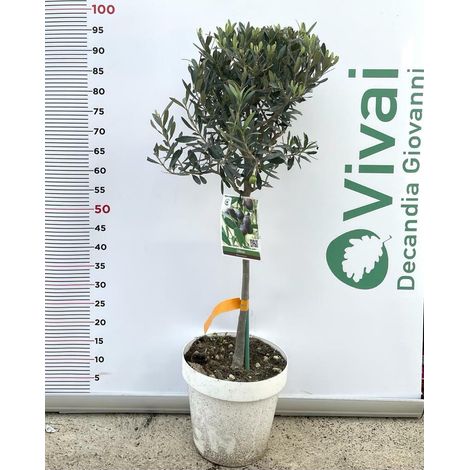 PIANTA DI ULIVO "CIPRESSINO" AD ALBERELLO VASO 25CM H. 90/100 CM (foto reali)