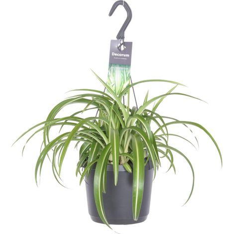 Chlorophytum Comosum Bonnie - Plante Araignée d'Intérieur - Pot Ø17cm - Hauteur 35cm - PANGIVO (1/4)