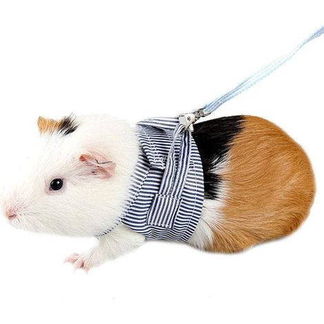 Harnais et laisse pour petits animaux de compagnie (cochon d'Inde, lapin, chinchilla, rat, écureuil, hérisson, furet) - Bretelles de poitrine bleues - Accessoire pour promenades en extérieur (1/5)