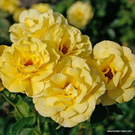 Rosier grimpant - Rosa 'Climbing Friesia' - Rosier grimpant (1/3)