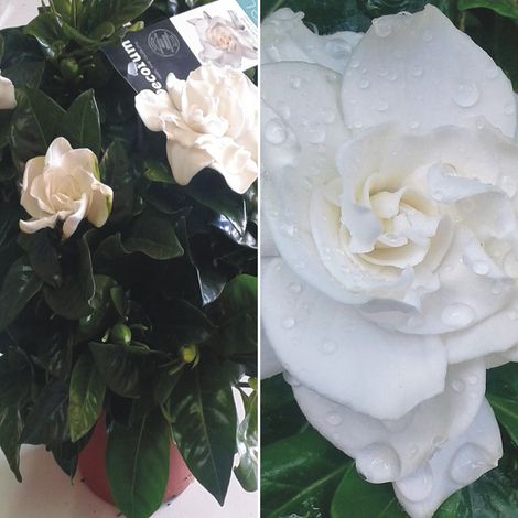 Planta de Gardenia Augusta. Altura 20 - 30 Cm