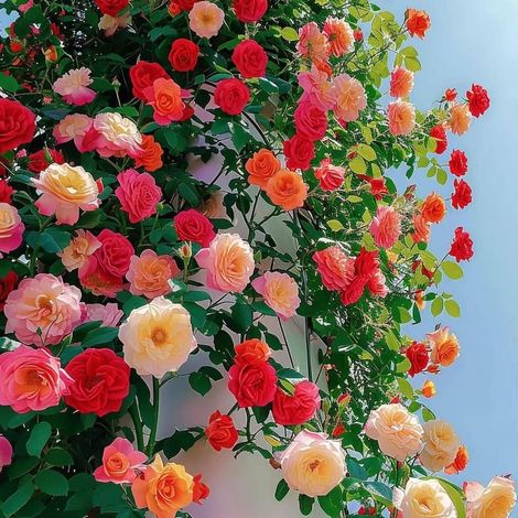 1000 Climbing Rose Seeds, Rose Flower Seeds, Year-Round Blooming, Beautiful Flowers, Perfect for Yards, Balconies & Gardens