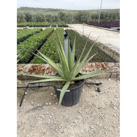 Agave Angustifolia Pot 60 cm Plante Grasse Méditerranéenne Persistante (1/4)