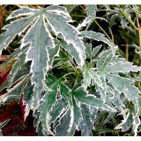 Planta Arce Japon�s. ACER Butterfly Palmatum. Altura Arbol 50 - 60 Cm