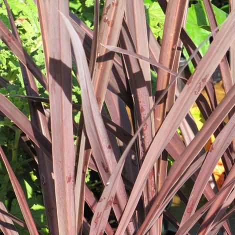 Cordyline australe Red Star/Pot de 7,5L - 60/80 cm
