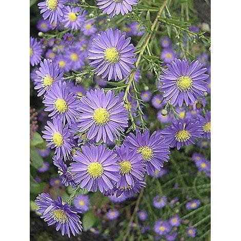 Aster ericoïdes 'Blue Wonder' Godet de 8/9 cm (1/3)