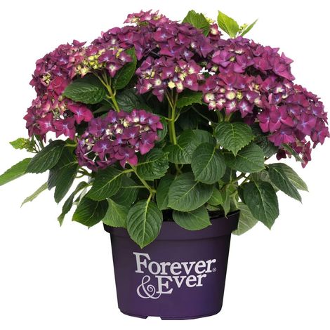 Hortensia Forever&Ever® Purple, Hydrangea macrophylla/Pot de 12L - 50/60 cm