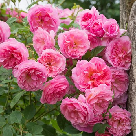 Gardenaria Rosa 'Hyde Hall' - Rosa da giardino - Altezza: 40/50 cm (vaso20) (1/4)