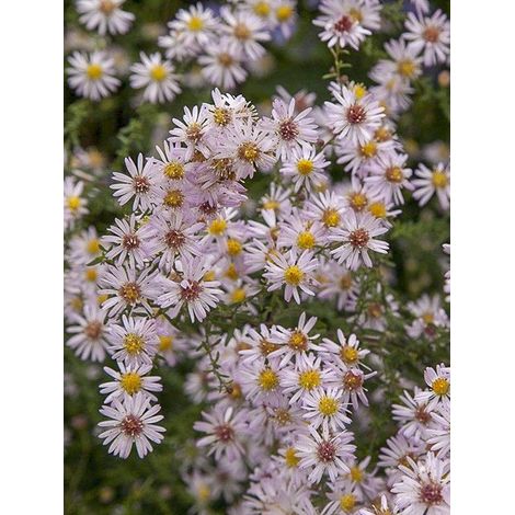 Aster ericoïdes 'Pink Cloud' Godet de 7/8 cm (1/2)