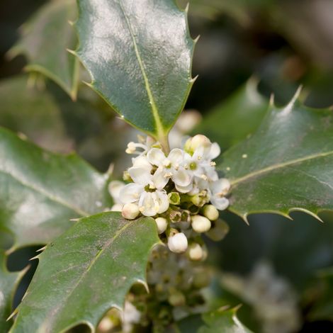 Houx commun Alaska - Ilex aquifolium Alaska 60cm en pot (1/2)