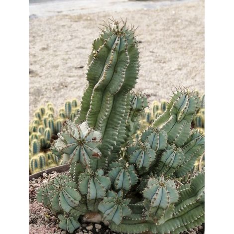 Euphorbe 'Inermis' Pot de 12 cm / 13 cm (1/2)