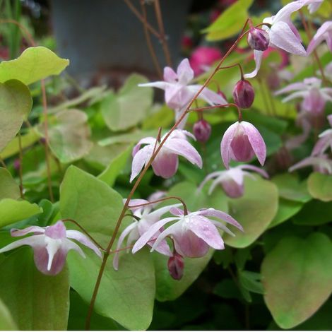 4 x Fleur des elfes  - Epimedium youngianum 'Roseum'  - godet (1/4)