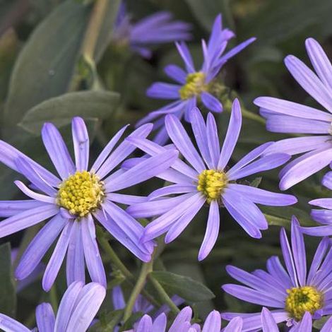 Aster d'été Lac de Genève | Conditionnement: Lot de 9 godets