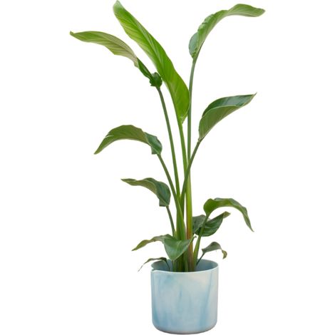 Strelitzia Nicolai Plante d'Intérieur avec Pot Round Bleu Atlantique Ø22 cm Hauteur 100 cm - PANGIVO