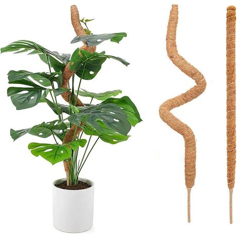 2 Pièces Tuteur Plante Grimpante 70cm Monstera Poteaux en Mousse Bâton de Plantes Pliables Plante Tuteur Coco Extension et Support Poteaux en Mousse Sphaigne Faites Main à Pousser pour Maison Jardin (1/5)