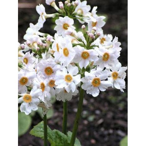 Primevère japonaise 'Alba' Godet de 8/9 cm (1/3)
