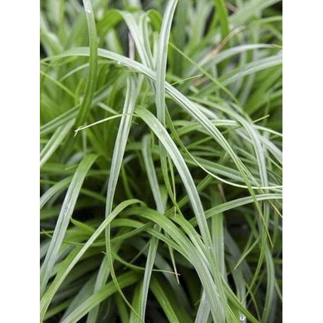 Laîche d'Oshima 'Evergreen' Pot de 2L/3L (1/2)