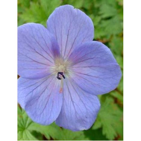 Géranium vivace de l'Himalaya 'Irish Blue' Godet de 8/9 cm