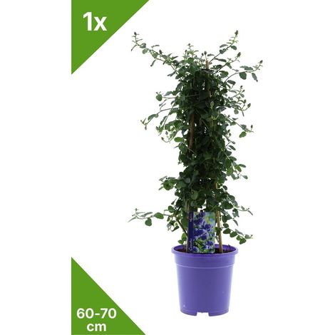 GARDENZO - 1x Lilas d'Amérique (Ceanothus) XL Pyramide en pot de 2 litres 60-70 cm (1/5)