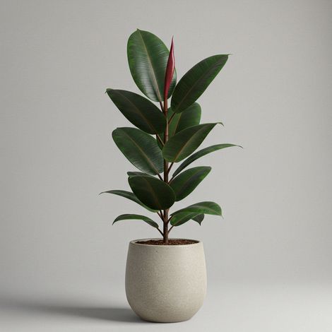 FICUS ELASTICA ABIDJAN VASO 21CM