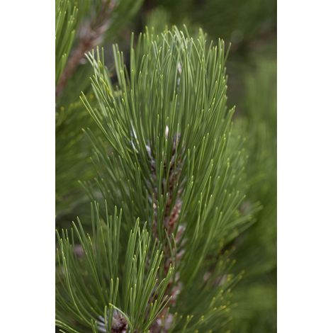 Bosnische Kiefer 'Helmers Japan' Pinus heldreichii 'Helmers Japan' C 7,5 50- 60