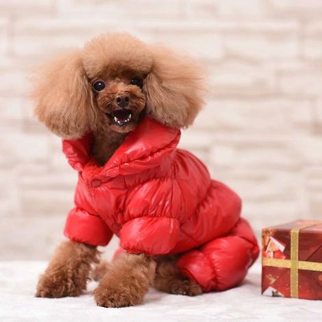 Vêtements d'hiver rembourrés en coton chaud pour animaux de compagnie (code Xs rouge) (1/3)