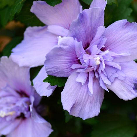 Hibiscus de Syrie Blue Chiffon - Hibiscus syriacus blue chiffon 40/50 cm Pot 3L