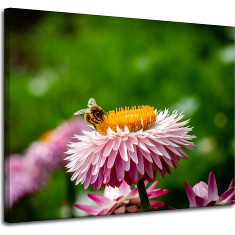 Leinwanddruck Biene auf einem Gänseblümchen 100x80 cm