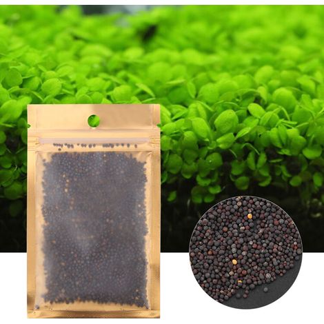 Graines de Plantes Aquatiques pour Ameublement de l'Aquarium - Forme Cœur 10g - AUTRES