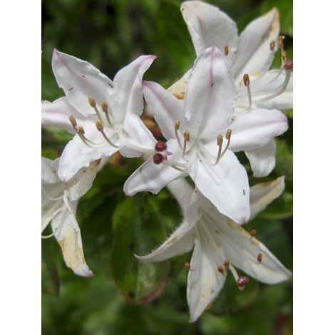 Azalée des marais, azalée viqueuse Pot de 4L/5L (1/5)