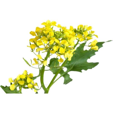 Semi di Senape piante per orto e giardino coltivazione domestica e professionale