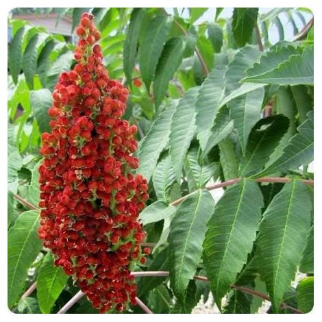Rhus coriaria (sicilian sumac) 3 talee/cuttings spice