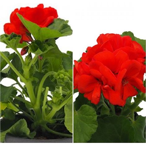 Planta Geranio Zonal Rojo. en Maceta de 13 Cm