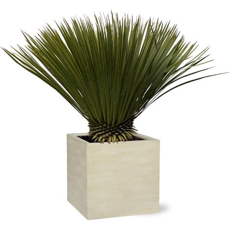 Yucca Rostrata Plante Exotique Résistante Feuilles Bleu-Gris Hauteur 70 cm Pot Ø 30 cm - PANGIVO (1/4)