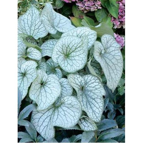 Buglosse de Sibérie 'Alexander's Great' Godet de 8/9 cm (1/2)