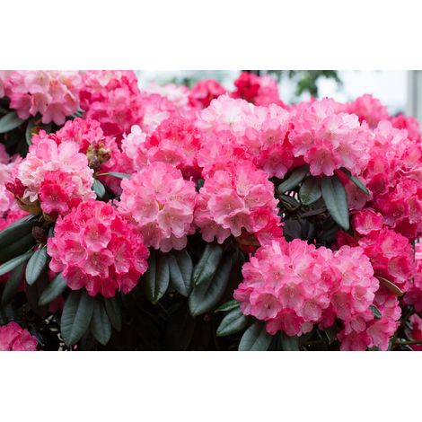 Yaku-Rhododendron 'Fantastica' Rhododendron yak.'Fantastica' C 5 30- 40 (1/5)