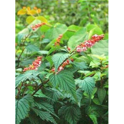 Neillia affinis Pot de 2L/3L (1/3)