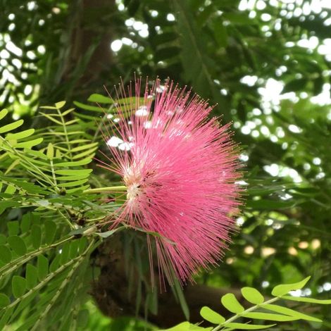 Pompon du marin - Calliandra surinamensis/Pot de 3L - 40/60 cm