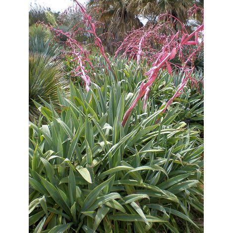 Lis du Mexique yuccoides Pot de 2L/3L (1/2)