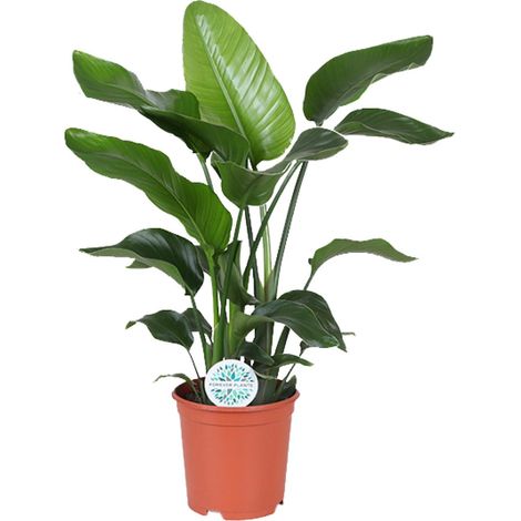 Strelitzia Nicolai Plante d'Intérieur Tropicale Oiseau de Paradis Géant Ø21 cm Hauteur 80 cm - PANGIVO (1/4)