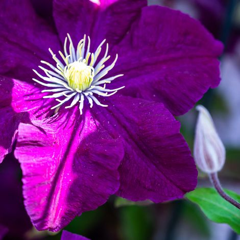 Clematite - Clematis Warszawska Nike 70cm (1/2)