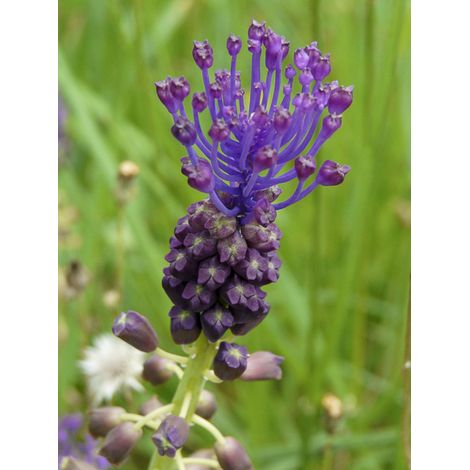 Muscari à toupet, Poireau roux Bulbe calibre 5+ (par 15) (1/2)