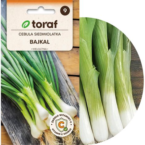 Cipolla del Baikal, erba cipollina saporita e aromatica Allium fistulosum L. W1022 3 g (1/5)