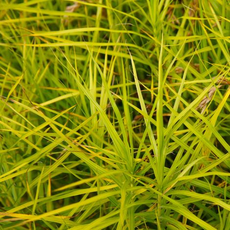Laîche palmée - Carex muskingumensis pot 3L (1/2)