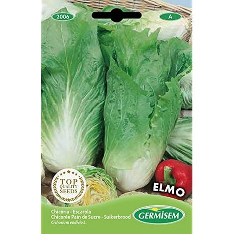 graines Chicorée Pain de Sucre ELMO (1/2)