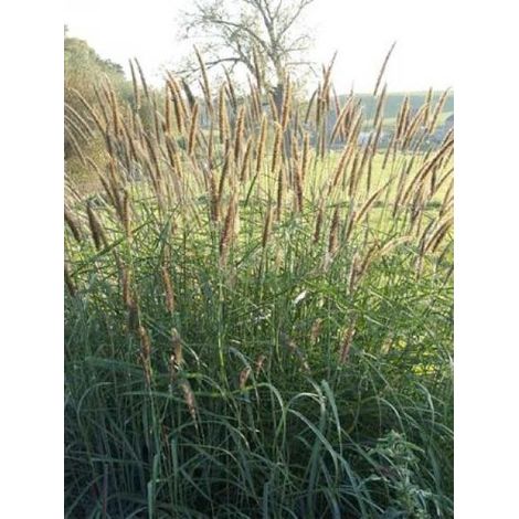 Herbe aux écouvillons incomptum Godet de 8/9 cm (1/4)